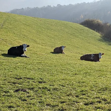 Apartmán Am Aeppelsberg Volkesfeld