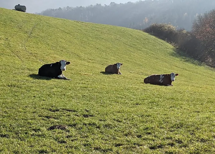 Apartment Am Aeppelsberg Volkesfeld